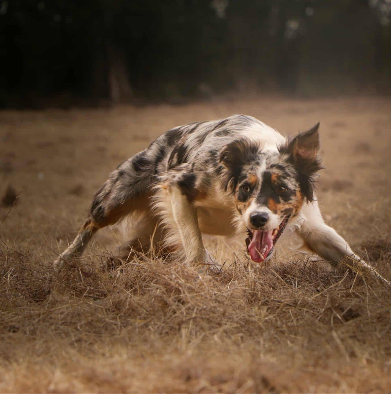 Inscription à l'ISDS grâce au ROM